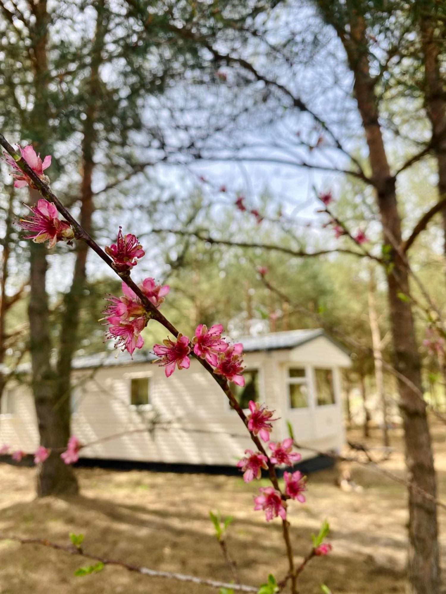 Holenderki Na Zielonych Wzgorzach, Lowyn Exterior foto
